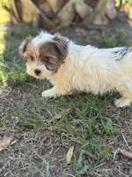 Pebbles , a female Yorkshire Terrier for sale in Deland, FL – Photo 3 of 7