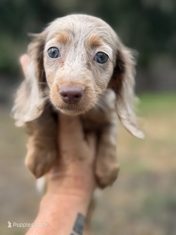 Pixie – Miniature Dachshund puppy for sale in Deland, FL