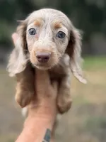 Pixie, a female Miniature Dachshund for sale in Deland, FL – 1 of 7