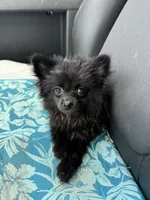 PomPom , a female Pomeranian for sale in Deland, FL – 3 of 4