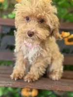Peaches Toy Size , a female Miniature Bernedoodle for sale in Deland, FL – 2 of 10