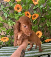 Bella Dapple , a female Miniature Dachshund for sale in Deland, FL – 5 of 5