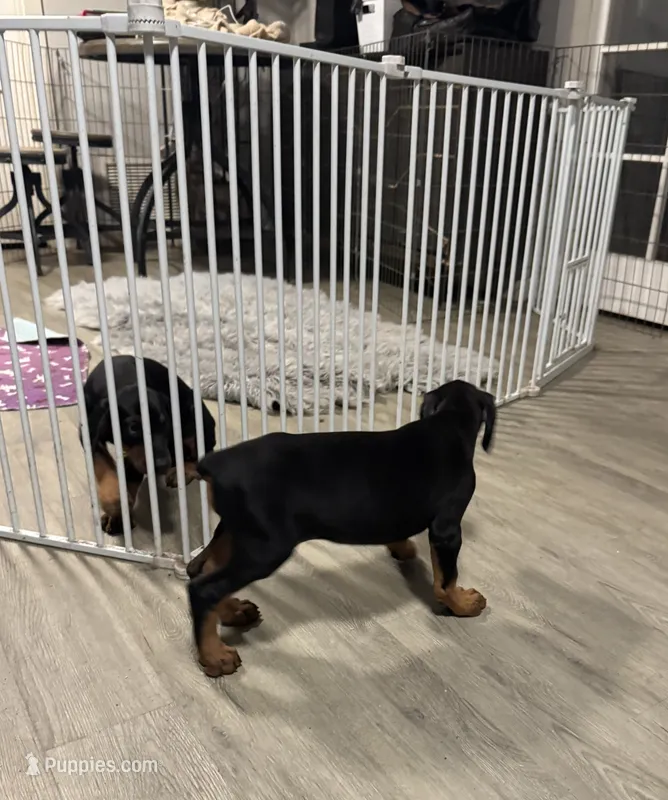Black Beauty Euro  – Doberman Pinscher puppy for sale in Deland, FL