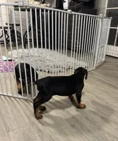 Black Beauty Euro , a female Doberman Pinscher for sale in Deland, FL – 1 of 10