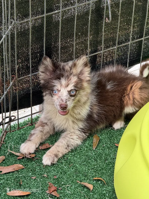 Pippen – Pomsky puppy for sale in Deland, FL