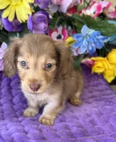 Sweet Tooth, a female Miniature Dachshund for sale in Deland, FL – 8 of 8