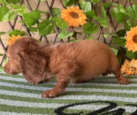 Bella Dapple , a female Miniature Dachshund for sale in Deland, FL – 4 of 5