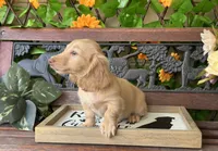 Silvie, a female Miniature Dachshund for sale in Deland, FL – 7 of 7