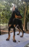 Bat Man , a male Doberman Pinscher for sale in Deland, FL – 4 of 8