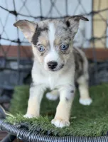 Monty, a male Chihuahua and Pomchi for sale in Deland, FL – Photo 1 of 3