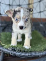 Monty, a male Chihuahua and Pomchi for sale in Deland, FL – Photo 3 of 3