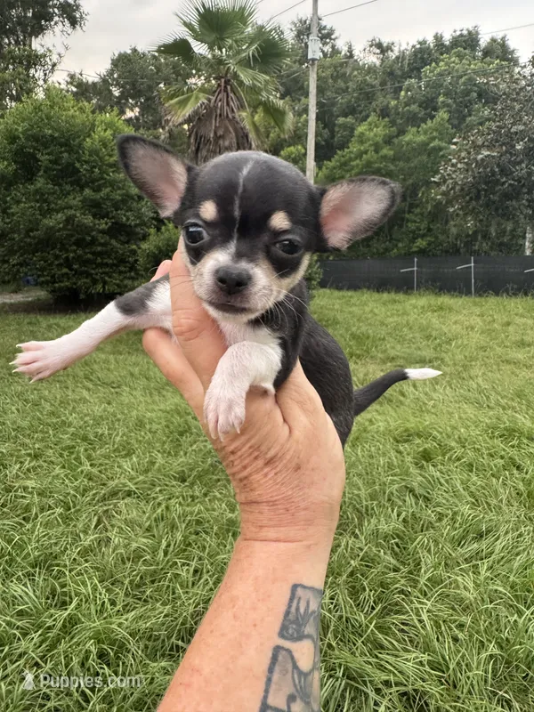 Pepa Teeny Girl.  – Chihuahua puppy for sale in Deland, FL