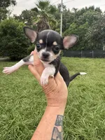 Pepa, a female Chihuahua for sale in Deland, FL – 3 of 4