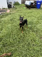 Bat Man , a male Doberman Pinscher for sale in Deland, FL – 3 of 8