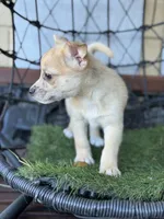 Barkley, a male Chihuahua and Pomchi for sale in Deland, FL – Photo 2 of 4