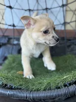 Barkley, a male Chihuahua and Pomchi for sale in Deland, FL – Photo 4 of 4