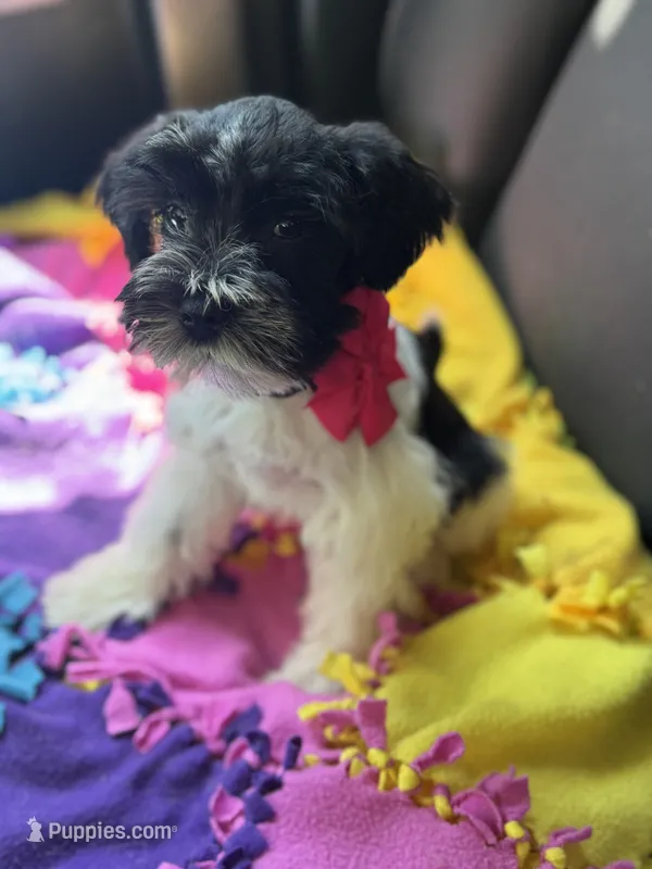 Paisley  – Miniature Schnauzer puppy for sale in Deland, FL