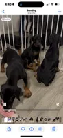 Black Beauty Euro , a female Doberman Pinscher for sale in Deland, FL – 10 of 10
