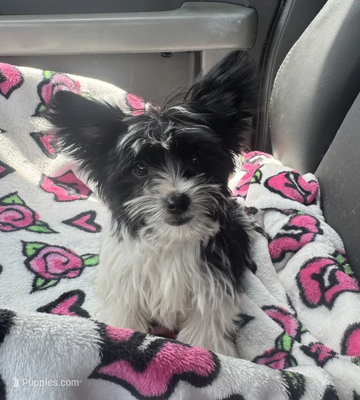 Pablo  – Yorkshire Terrier puppy for sale in Deland, FL