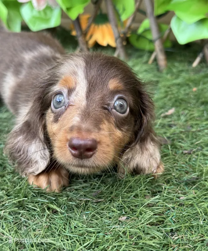 Bonzi  – Miniature Dachshund puppy for sale in Deland, FL