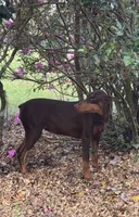 Tanga Eiuro, a female Doberman Pinscher for sale in Deland, FL – Photo 4 of 6