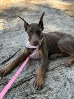 Tanga Euro, a female Doberman Pinscher for sale in Deland, FL – Photo 9 of 10