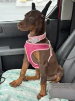 Tanga Euro, a female Doberman Pinscher for sale in Deland, FL – Photo 5 of 10