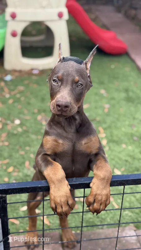 Tanga Eiuro – Doberman Pinscher puppy for sale in Deland, FL