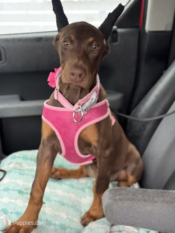Tanga Eiuro – Doberman Pinscher puppy for sale in Deland, FL