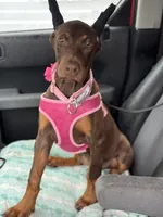 Tanga Euro, a female Doberman Pinscher for sale in Deland, FL – Photo 2 of 10