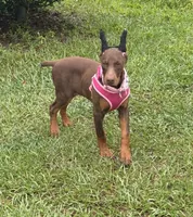 Tanga Euro, a female Doberman Pinscher for sale in Deland, FL – Photo 1 of 10