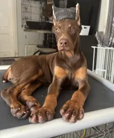 Tanga Eiuro, a female Doberman Pinscher for sale in Deland, FL – Photo 2 of 6