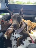 Tanga Euro, a female Doberman Pinscher for sale in Deland, FL – Photo 10 of 10