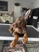 Tanga Eiuro, a female Doberman Pinscher for sale in Deland, FL – Photo 5 of 6