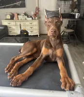 Tanga Eiuro, a female Doberman Pinscher for sale in Deland, FL – Photo 3 of 6