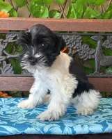 Pixie, a female Miniature Schnauzer for sale in Deland, FL – 1 of 8