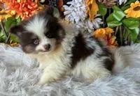Snickers , a male Pomeranian and Pomsky for sale in Deland, FL – 4 of 9