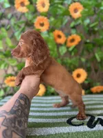 Bella Dapple , a female Miniature Dachshund for sale in Deland, FL – 3 of 5