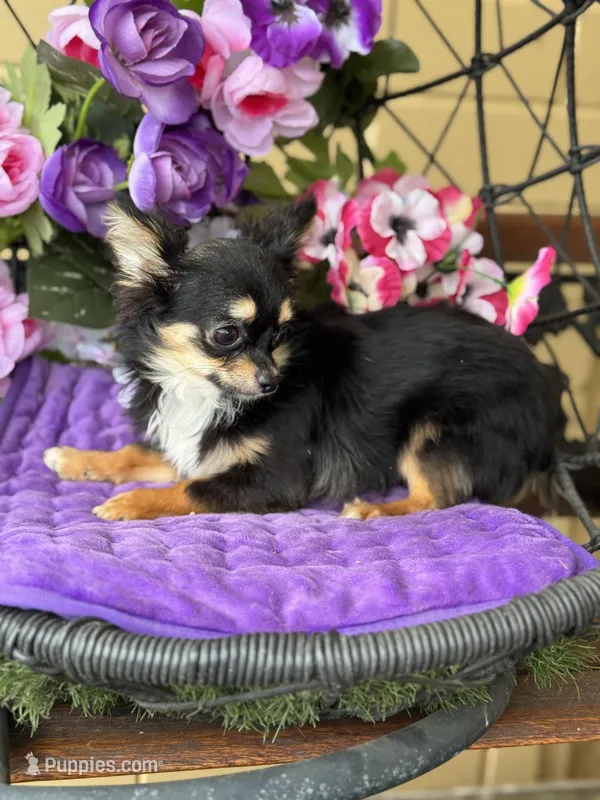 Lola – Chihuahua puppy for sale in Deland, FL