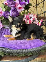 Lola, a female Chihuahua for sale in Deland, FL – Photo 1 of 6