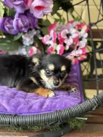 Lola, a female Chihuahua for sale in Deland, FL – Photo 6 of 6