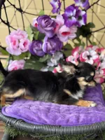 Lola, a female Chihuahua for sale in Deland, FL – Photo 5 of 6