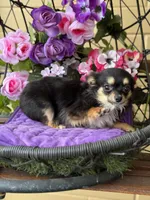 Lola, a female Chihuahua for sale in Deland, FL – Photo 4 of 6