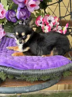 Lola, a female Chihuahua for sale in Deland, FL – Photo 3 of 6