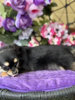 Lola, a female Chihuahua for sale in Deland, FL – Photo 2 of 6