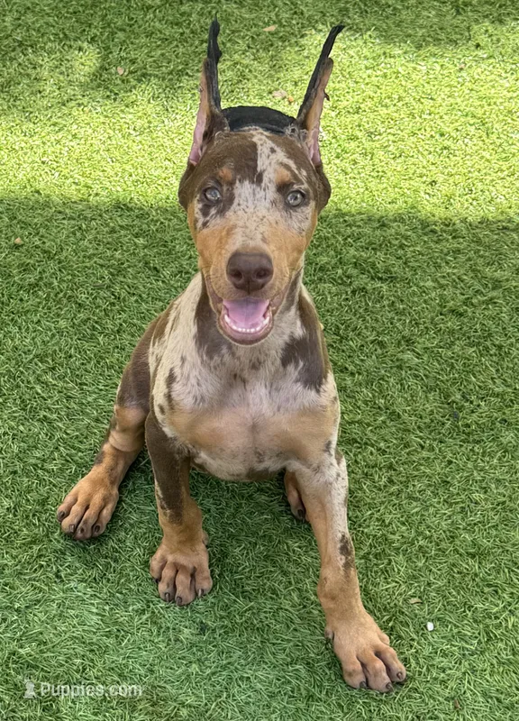Miss Bling  – Doberman Pinscher puppy for sale in Deland, FL