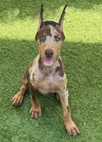 Miss Bling , a female Doberman Pinscher for sale in Deland, FL – 1 of 9