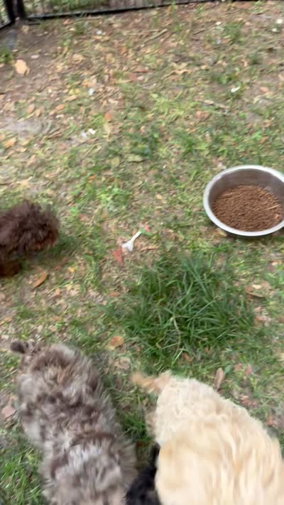 Mystque  Toy Size , a female Poodle - Toy  and Miniature Bernedoodle for sale in Deland, FL – 6 of 6