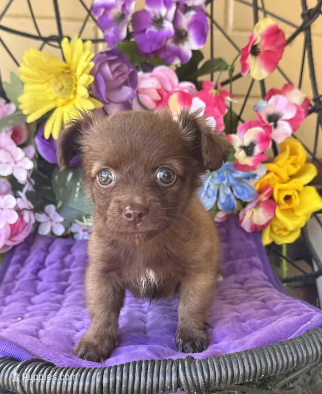 Tiny Tina , a female Chihuahua for sale in Deland, FL – Photo 1 of 3