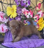 Tiny Tina , a female Chihuahua for sale in Deland, FL – Photo 2 of 3